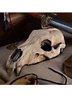 Crâne d'ours imprimé en 3D à peindre soi-même (27cm)
