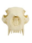 Crâne d'ours imprimé en 3D à peindre soi-même (27cm)