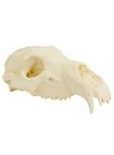 Crâne d'ours imprimé en 3D à peindre soi-même (27cm)
