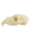 Crâne d'ours imprimé en 3D à peindre soi-même (27cm)