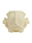 Crâne d'ours imprimé en 3D à peindre soi-même (27cm)