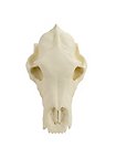 Crâne d'ours imprimé en 3D à peindre soi-même (27cm)
