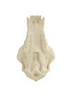 Crâne d'ours imprimé en 3D à peindre soi-même (27cm)