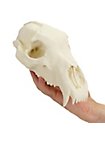 Crâne d'ours imprimé en 3D à peindre soi-même (27cm)