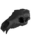 Crâne d'ours imprimé en 3D à peindre soi-même (27cm)