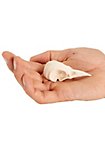 Cráneo De Cuervo Impreso En 3D Para Pintar (7cm)