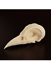 Cráneo De Cuervo Impreso En 3D Para Pintar (7cm)