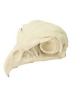 Cráneo De Halcón Impreso En 3D Para Pintar (11cm)