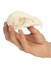Cráneo De Halcón Impreso En 3D Para Pintar (11cm)