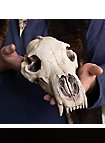 Cráneo De Oso Impreso En 3D Para Pintar (27 Cm)