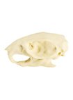Cráneo De Rata Impreso En 3D Para Pintar (7cm)