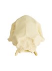 Cráneo De Rata Impreso En 3D Para Pintar (7cm)