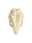 Cráneo De Rata Impreso En 3D Para Pintar (7cm)