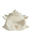 Crânes de dragon imprimés en 3D à peindre soi-même (32 - 42 cm)