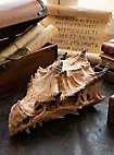Crânes de dragon imprimés en 3D à peindre soi-même (32 - 42 cm)