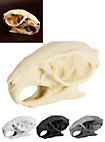 Cranio di ratto stampato in 3D da dipingere (7cm)