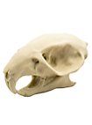 Cranio di ratto stampato in 3D da dipingere (7cm)