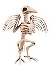 Fugleskelett Halloween Pynt