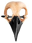 Maschera animale - teschio di corvo