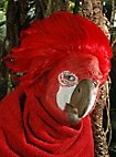 Maschera da pappagallo in lattice da incollare