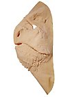 Reptile Latex Mask to stick on