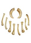 Set of Resin Bones - Soothsayer (10 Pieces)