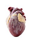 Small silicone heart - can be filled with fake blood (12 cm)