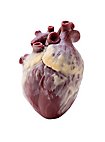 Small silicone heart - can be filled with fake blood (12 cm)
