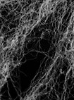 Telaraña Extensible Que Brilla En La Oscuridad