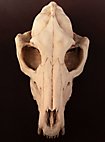 Teschio di volpe stampato in 3D da dipingere (16cm)