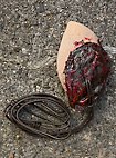 Trophy - Latex Halfling ear