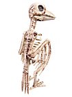 Vogelskeleton Halloween Decoratie