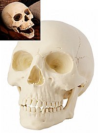 3D Print - Human Skull for Painting