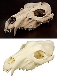 3D-print wolfsschedel om zelf te beschilderen (25 cm)