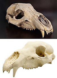 Teschio di orso stampato in 3D da dipingere (27cm)