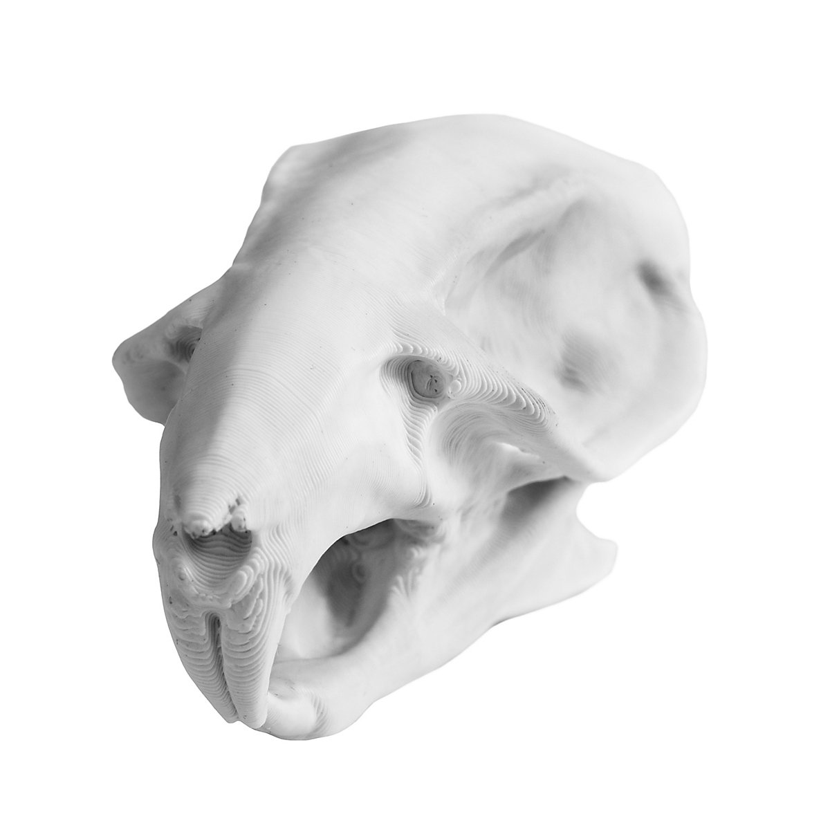 3D-printed rat skull for self-painting (7cm) - andracor.com