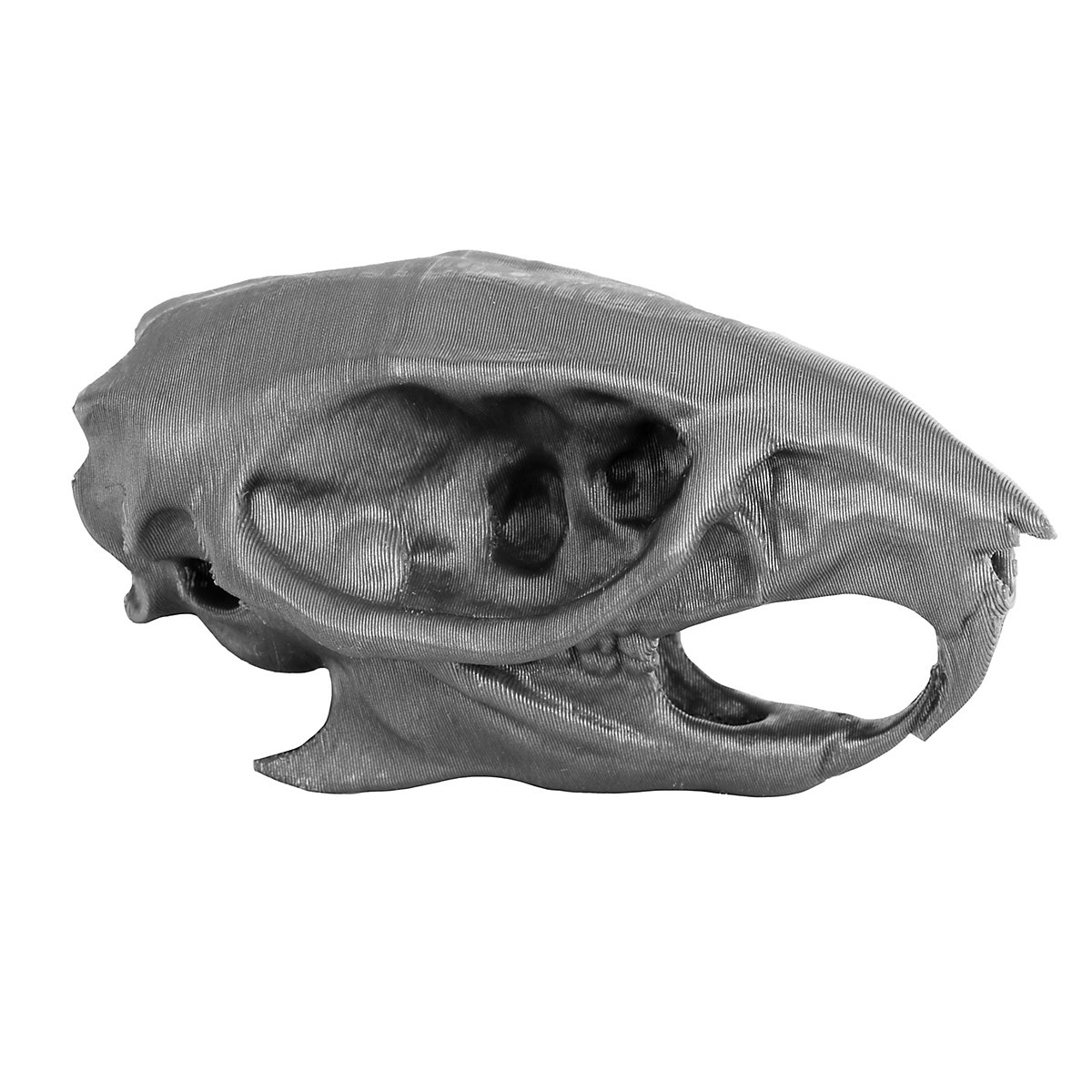 3D-printed rat skull for self-painting (7cm) - andracor.com