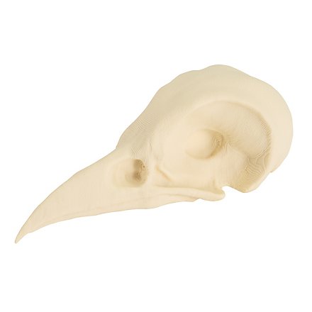 3D-Druck Krähenschädel zum selbst bemalen (7cm)