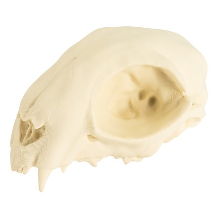 Cranio di gatto stampato in 3D da dipingere (12cm)