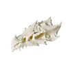 3D-Druck Drachenschädel zum Selbstbemalen (32 - 42cm)