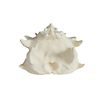 3D-Druck Drachenschädel zum Selbstbemalen (32 - 42cm)