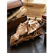 3D-Druck Drachenschädel zum Selbstbemalen (32 - 42cm)