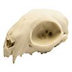 3D-Druck Katzenschädel zum selbst bemalen (12cm)