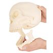 3D-Druck - Menschenschädel mit beweglichem Kiefer zum bemalen