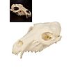3D-Druck Wolfsschädel zum Selbstbemalen (25 cm) 