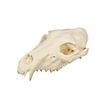 3D-Druck Wolfsschädel zum Selbstbemalen (25 cm) 