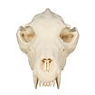 3D-Druck Wolfsschädel zum Selbstbemalen (25 cm) 