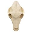 3D-Druck Wolfsschädel zum Selbstbemalen (25 cm) 