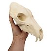 3D-Druck Wolfsschädel zum Selbstbemalen (25 cm) 