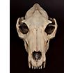 3D-Druck Wolfsschädel zum Selbstbemalen (25 cm) 